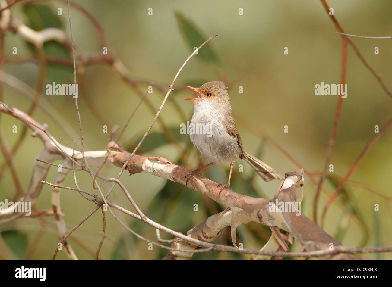 Superbe Fairy Wren Malurus cyaneus femme photographiée en Tasmanie, Australie Banque D'Images Superbe Fairy Wren Malurus cyaneus femme photographiée en Tasmanie, Australie Banque D'Images