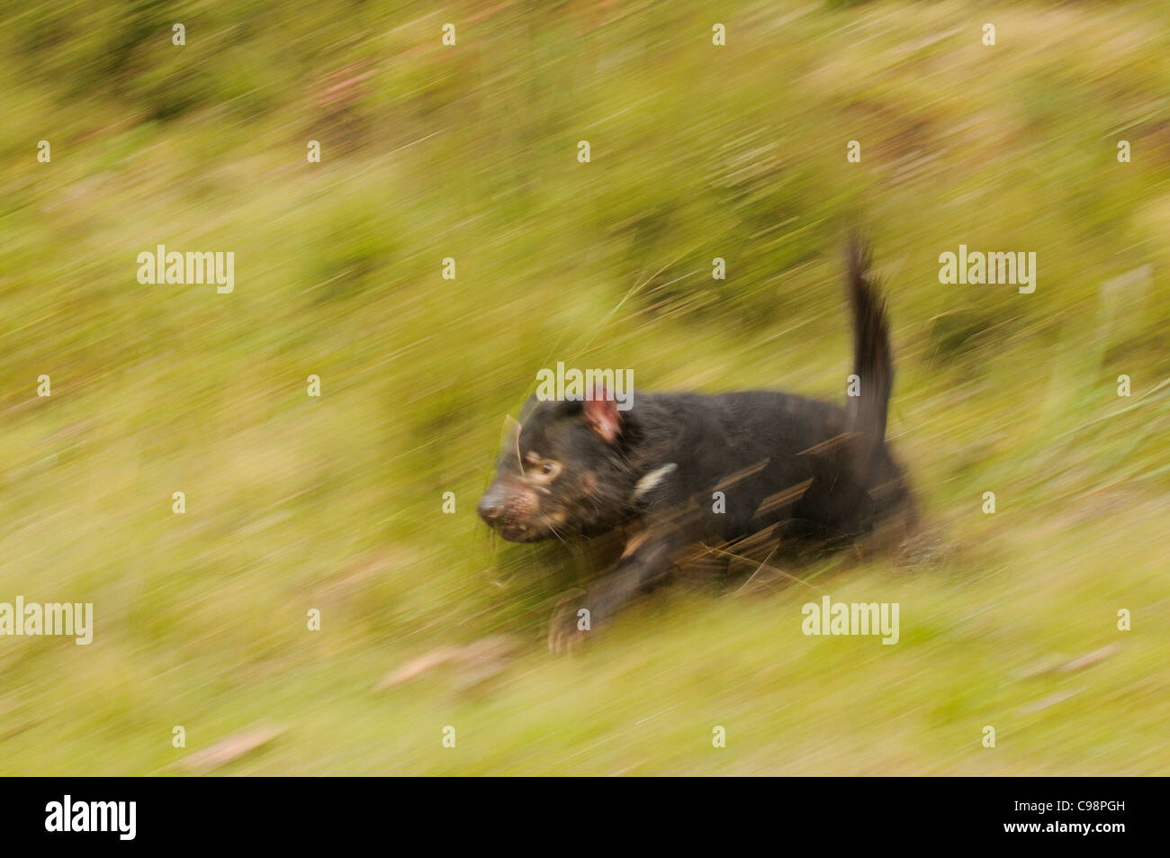 Sarcophilus harrisii Tasmanian Devil Running blur photographiée près de Cradle Mountain, en Tasmanie, Australie Banque D'Images