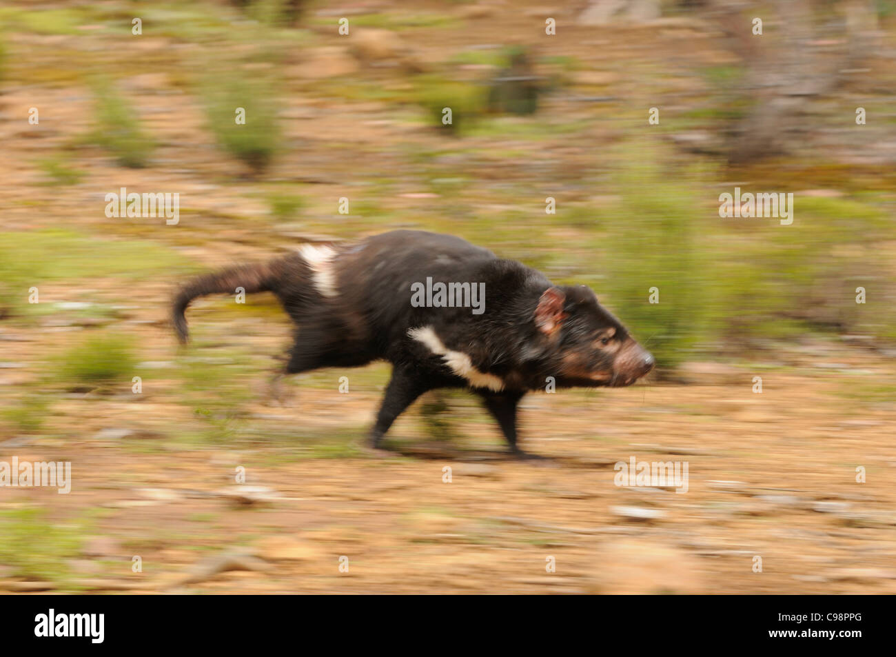 Sarcophilus harrisii Tasmanian Devil Running blur photographiée près de Cradle Mountain, en Tasmanie, Australie Banque D'Images