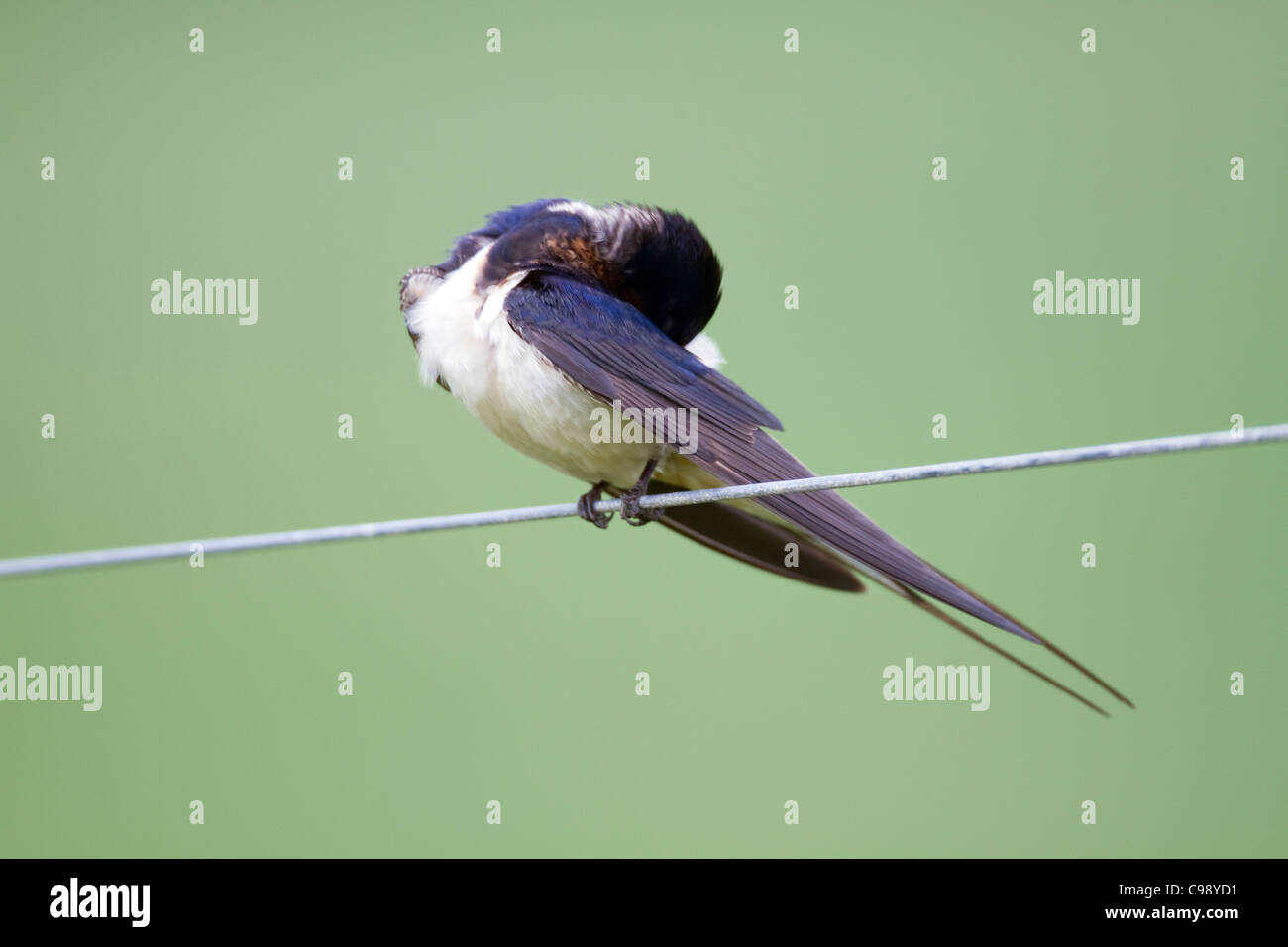 Swallow Hirundo rustica ; ; ; lissage sur le fil, Cornwall, UK Banque D'Images