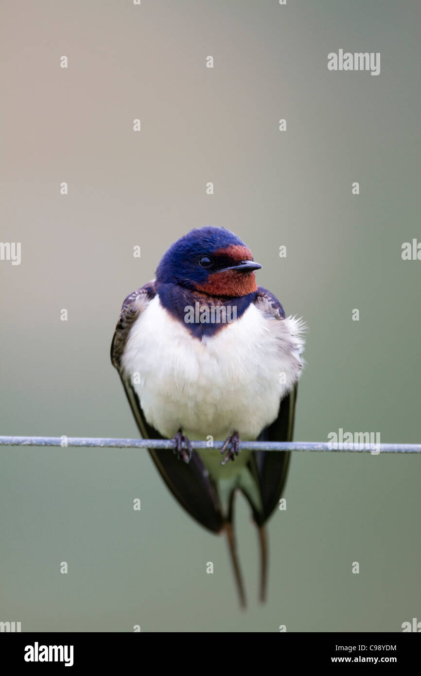 Swallow Hirundo rustica ; ; sur le fil ; Cornwall, UK Banque D'Images