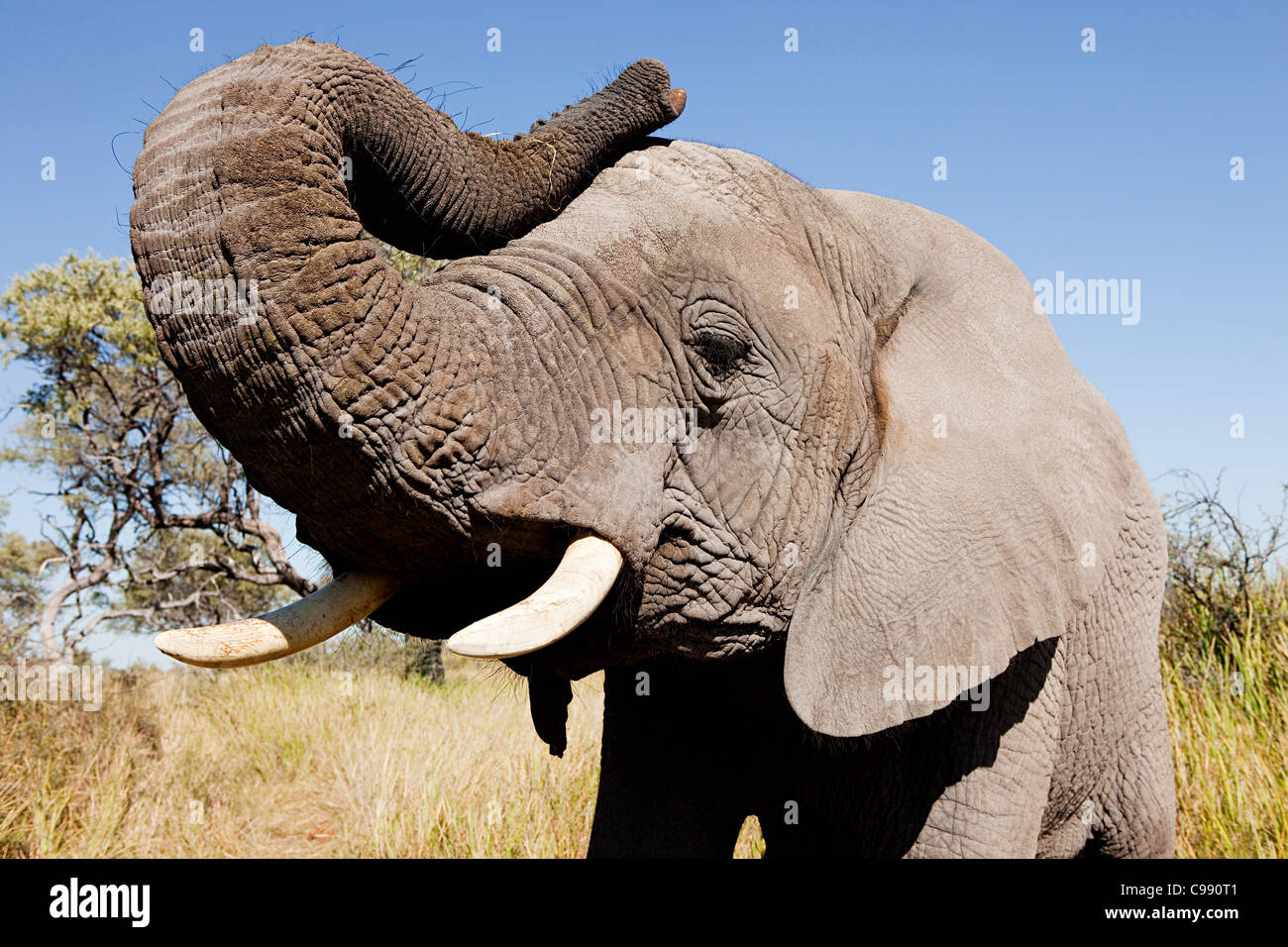 L'Eléphant d'Afrique femelle, Botswana, Africa Banque D'Images