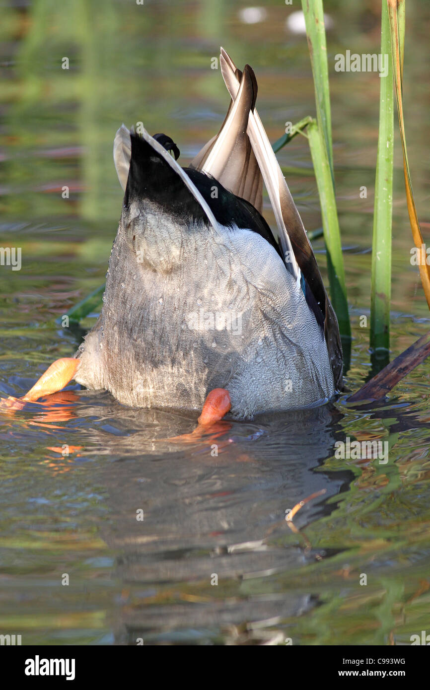 Canard colvert plongée Banque D'Images