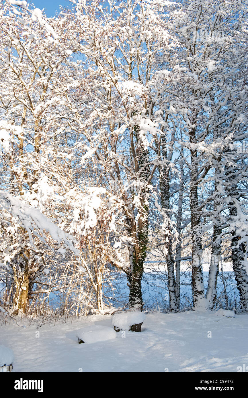 Journée ensoleillée dans une belle forêt en hiver Banque D'Images