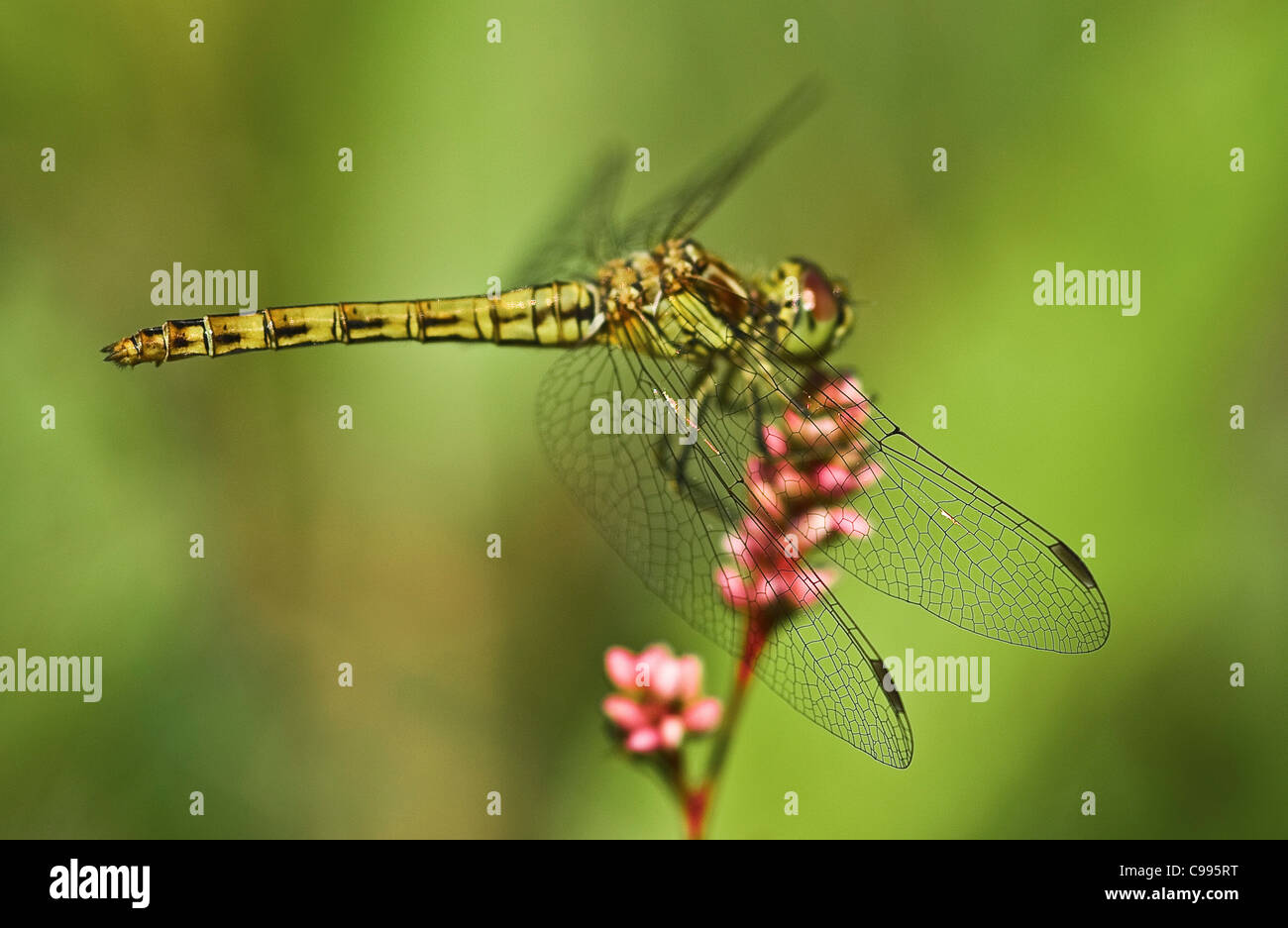 Dard tacheté (Sympetrum depressiusculum) reposant sur des fleurs roses Banque D'Images