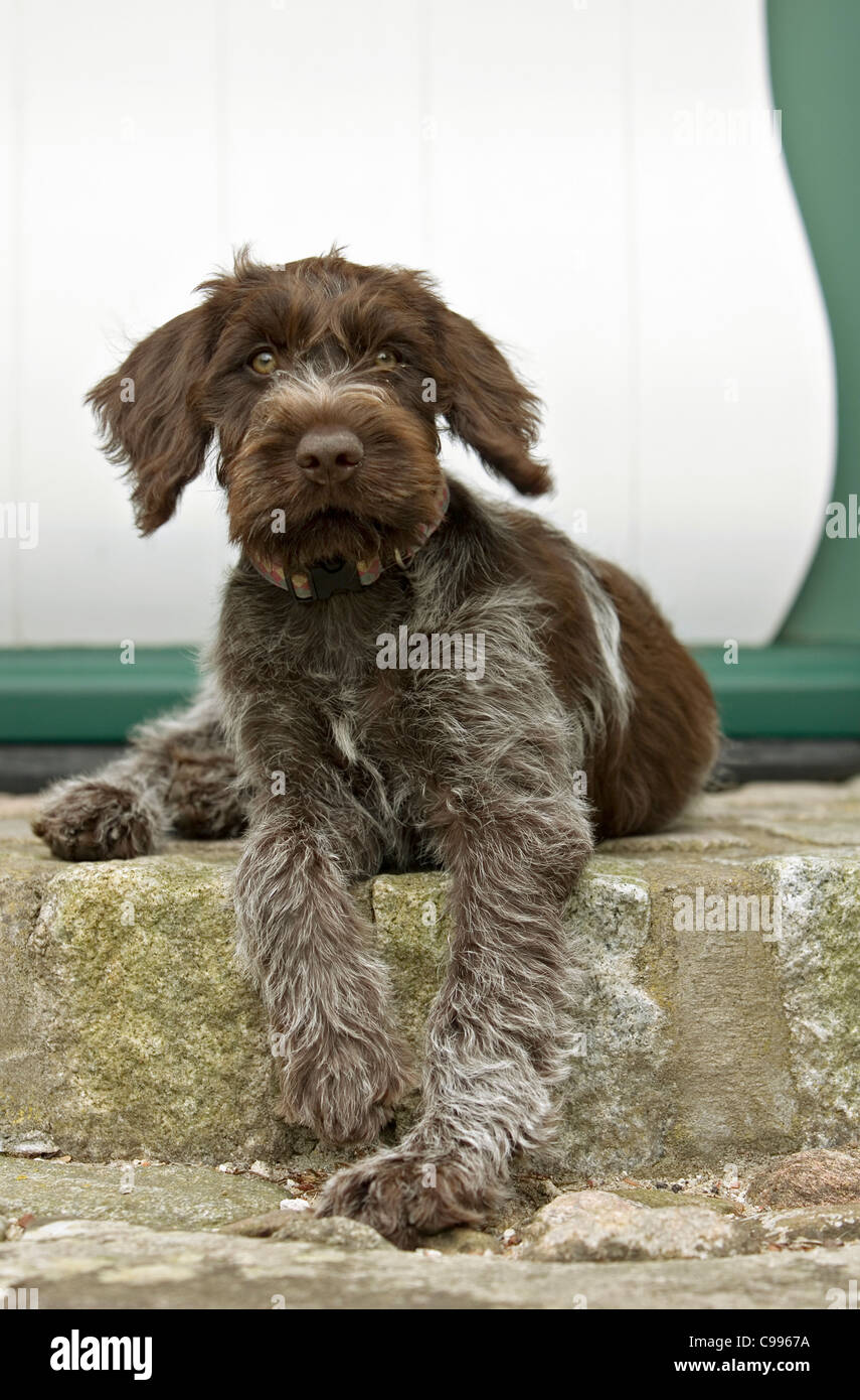 Chiot Griffon korthal - Lying in front of house Banque D'Images