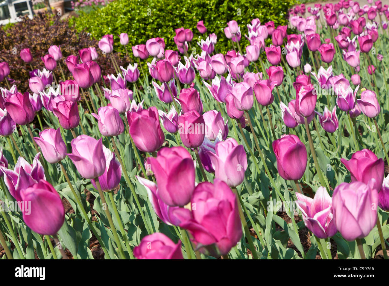Tulipes roses et mauves au Franklin Park Conservatory à Columbus, Ohio. Banque D'Images