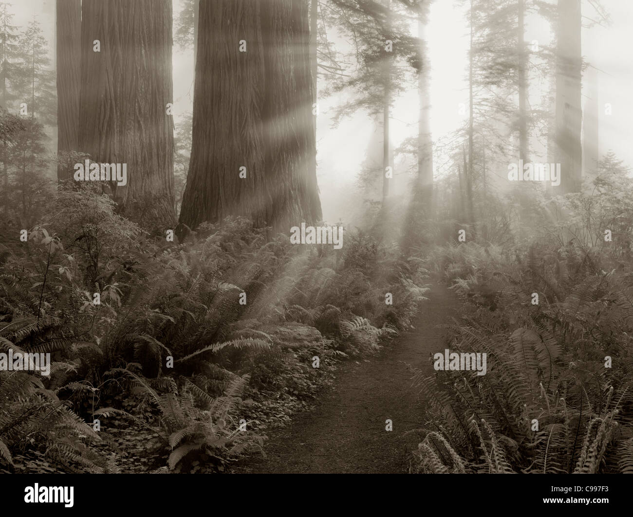 Redwood et le chemin de Lady Bird Johnson Landing. Parcs d'État et national Redwood, Californie Banque D'Images