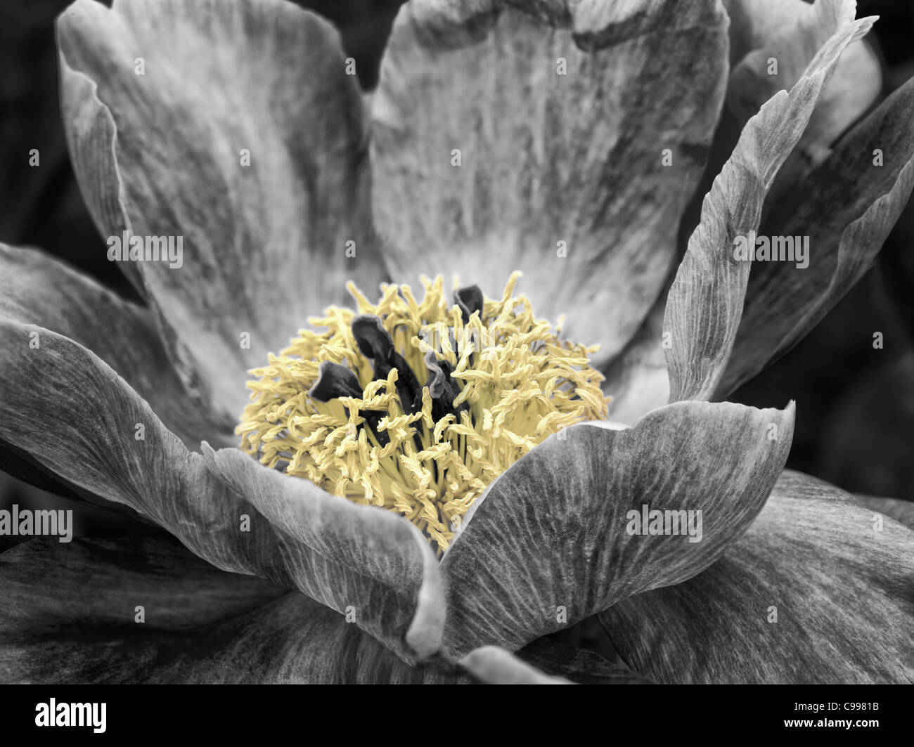 Fleur de pivoine non identifiés Banque D'Images