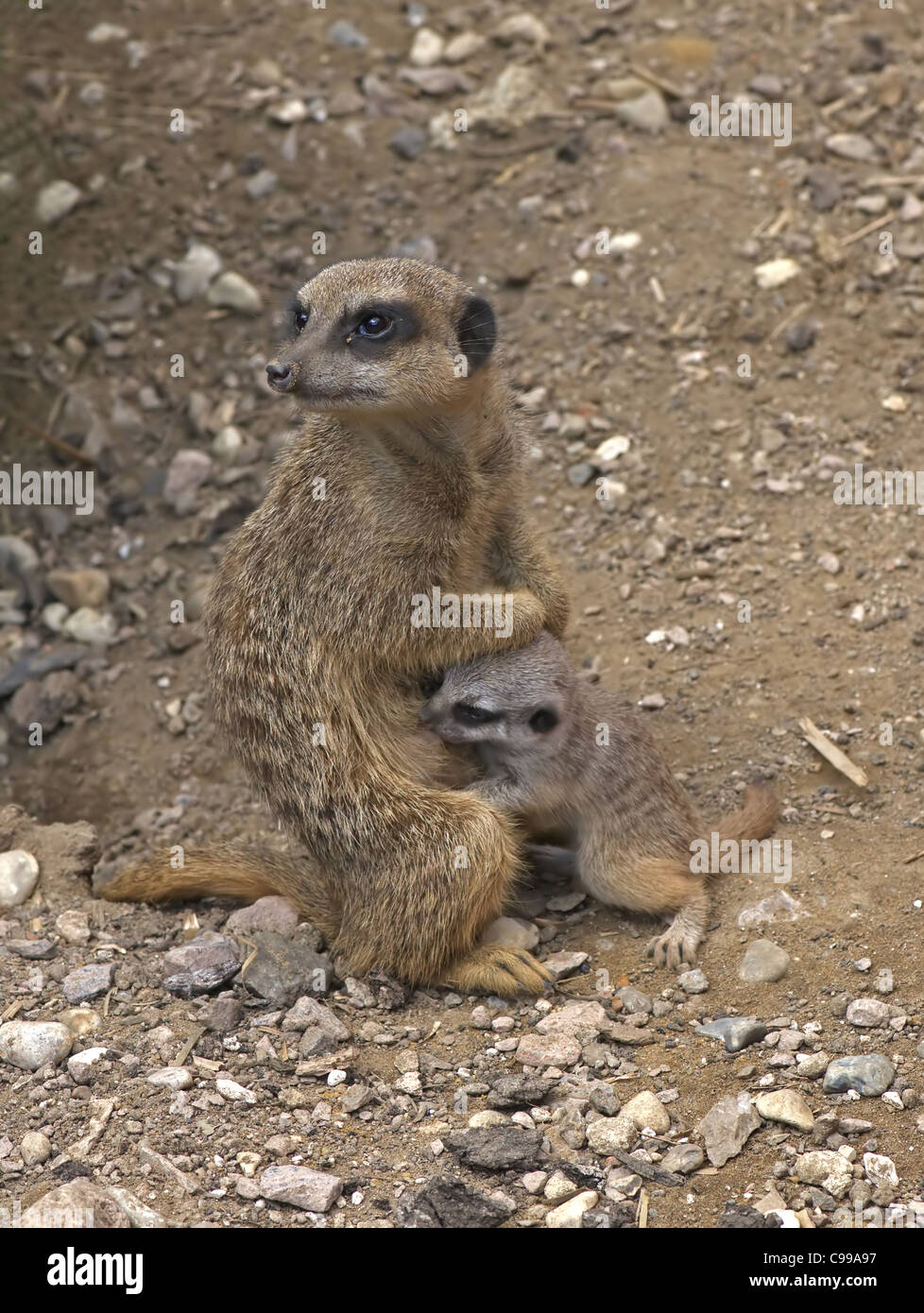 MEERKAT Suricata suricatta CHIOT ALIMENTATION Banque D'Images