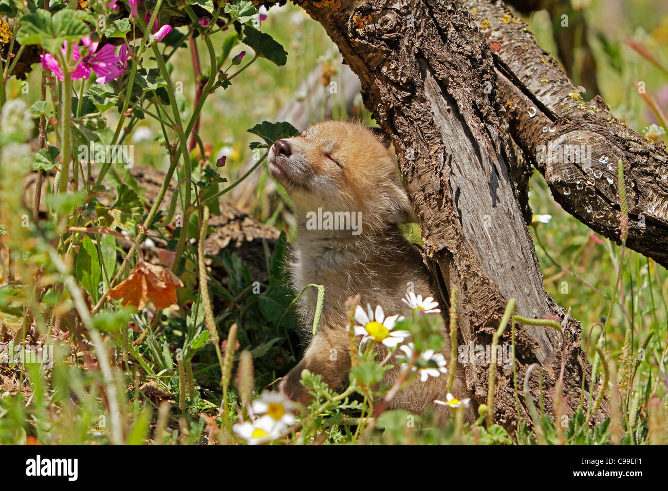 Red Fox cub / Vulpes vulpes Banque D'Images