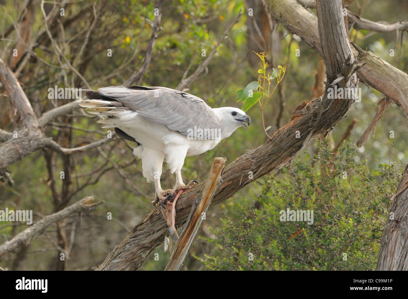 White-bellied Sea-Eagle Haliaeetus leucogaster perché adultes dans la consommation de poisson photographié en Tasmanie, Australie Banque D'Images