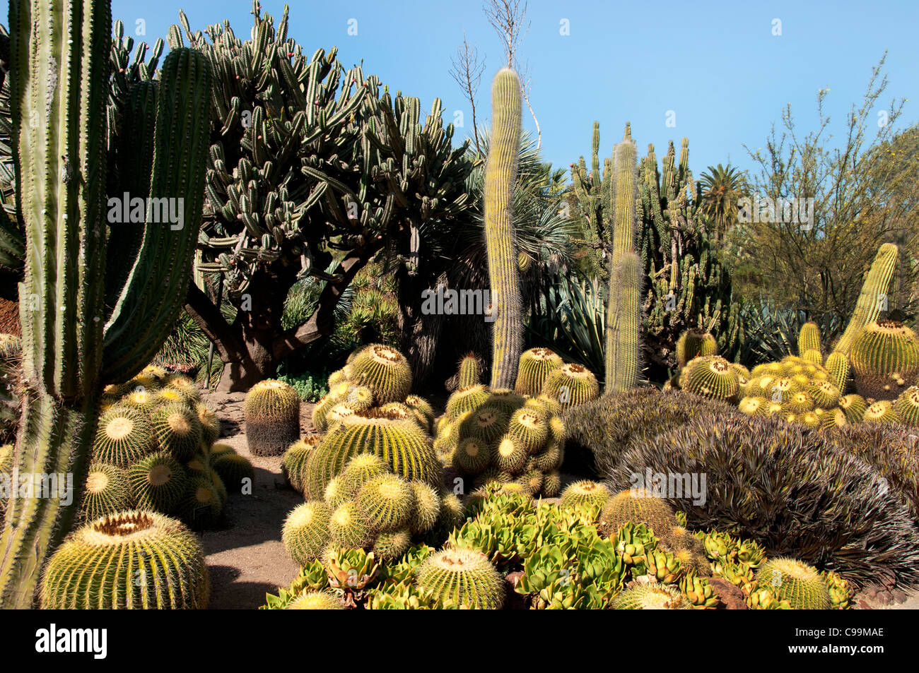 La Bibliothèque Huntington, Collections d'art, des jardins botaniques, plantes grasses cactus garden San Marino en Californie du Nord Banque D'Images