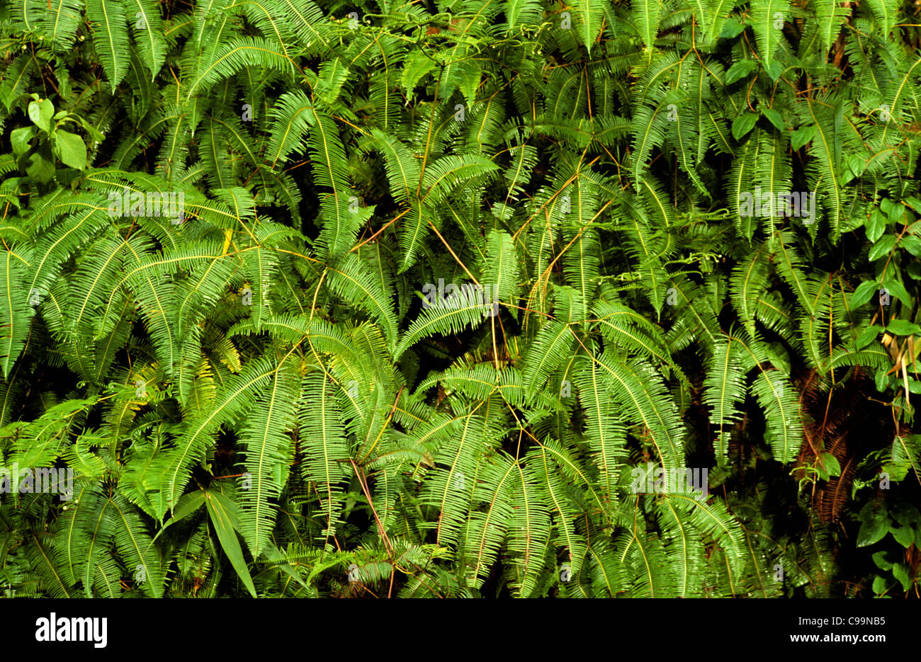 Ancien monde fougère fourchue (Dicranopteris linearis) Malaisie Banque D'Images