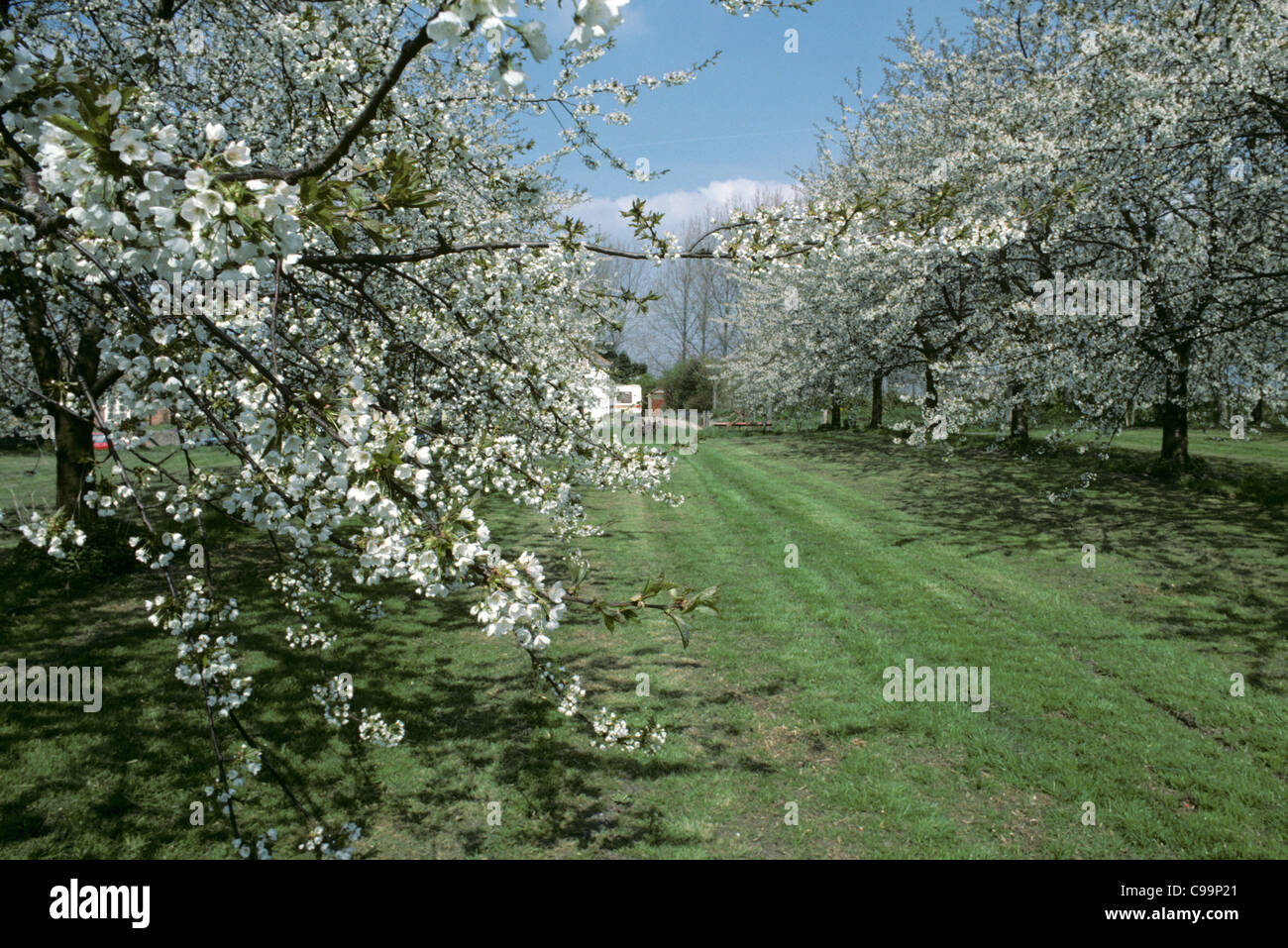 Verger bien établi de grands cerisiers en fleur pleine Banque D'Images