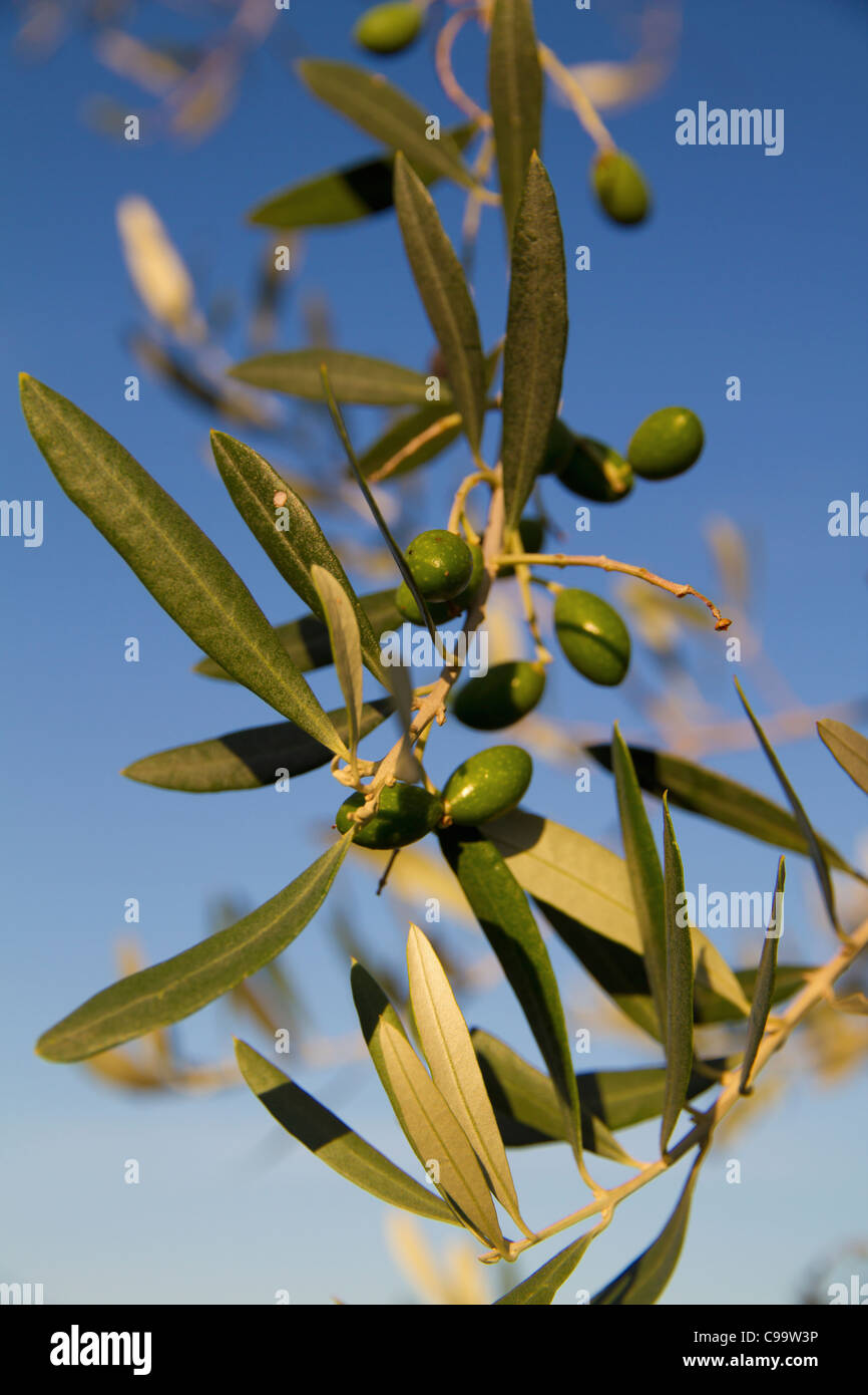 La Croatie, Istrie, branche d'olivier aux olives Banque D'Images