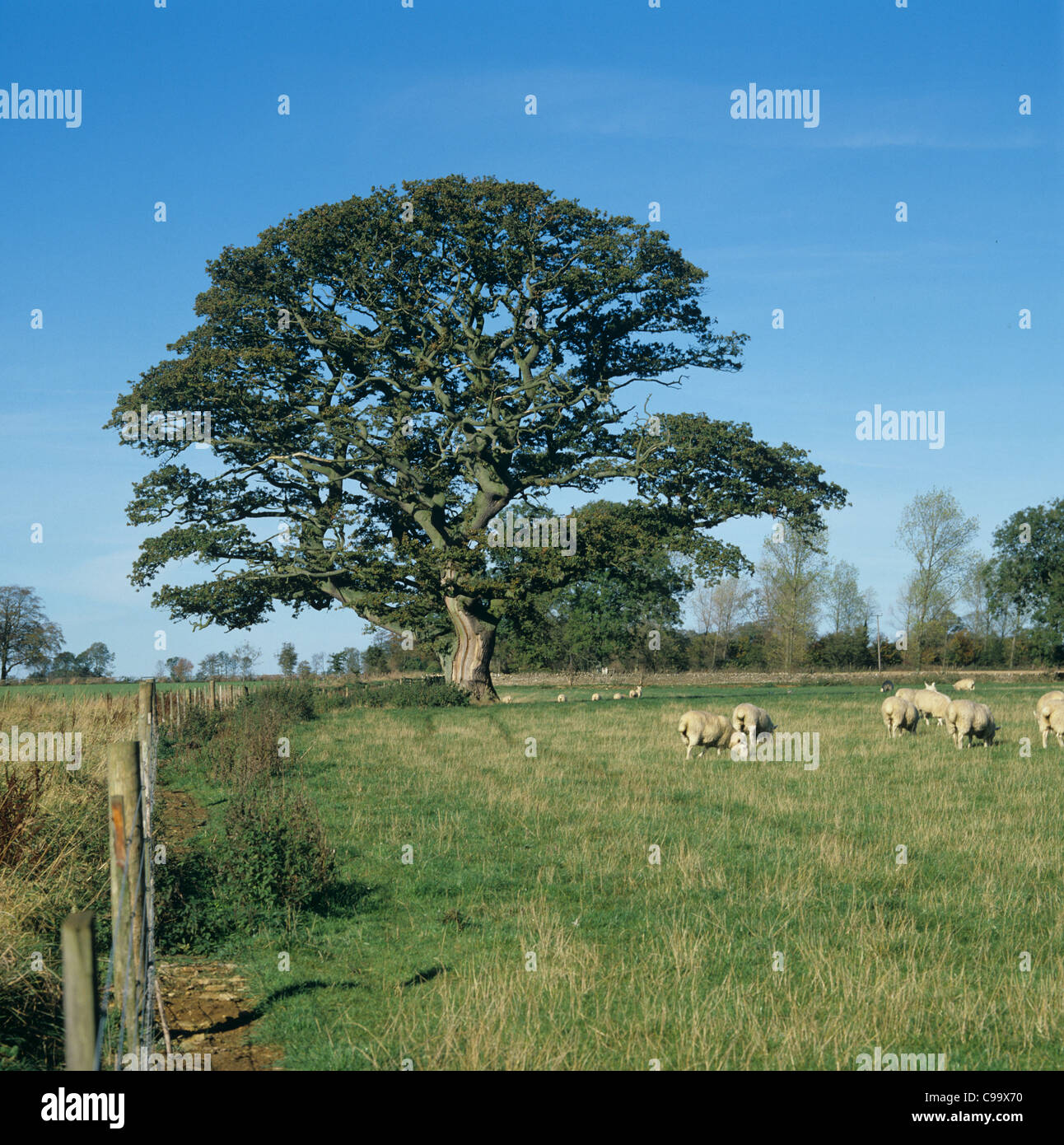 En chêne bien formées par champ barbelé avec des moutons Banque D'Images