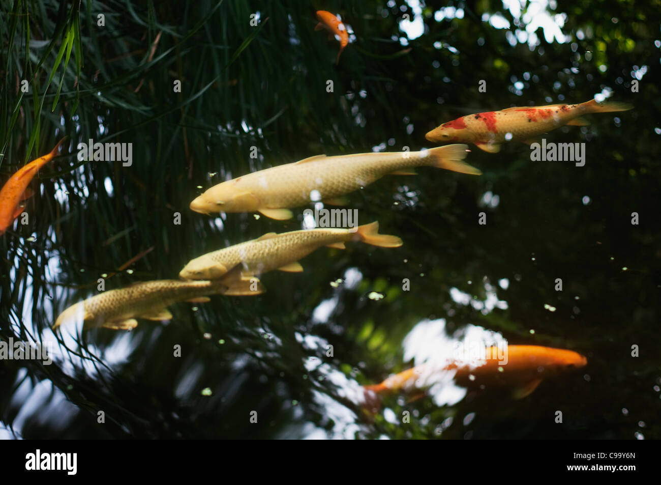 Allemagne, Hesse, Francfort, Cyprinus carpio poissons dans le lac de jardin Banque D'Images