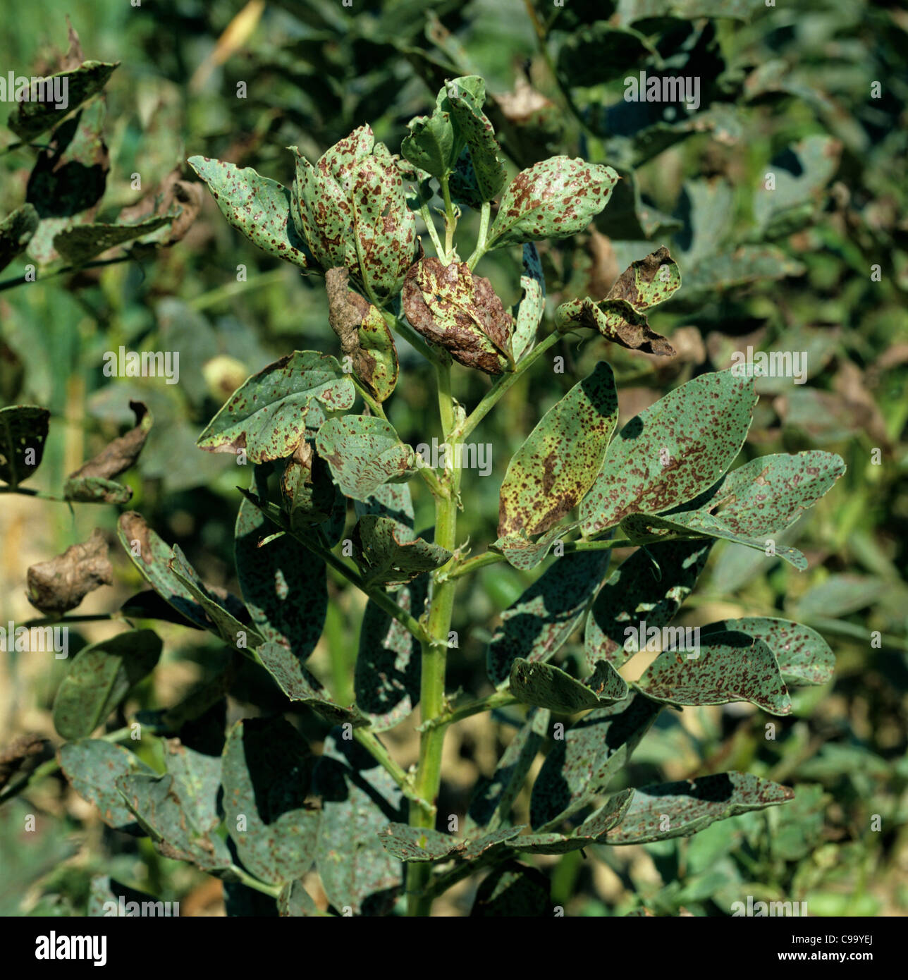 La tache brune (Botrytis fabae) sur le haricot (Vicia fabae) Banque D'Images
