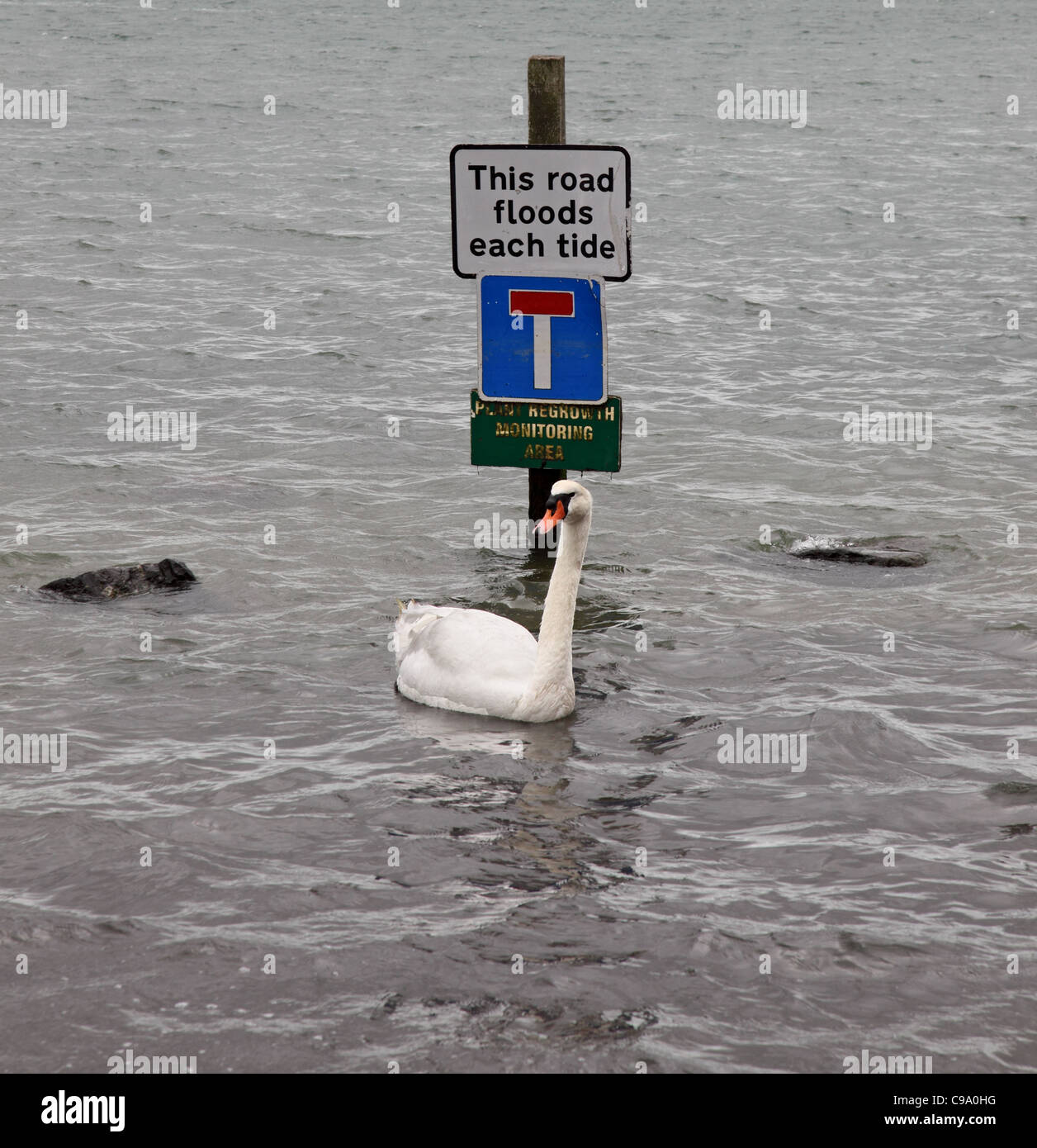 Les inondations de la route chaque marée signer Bosham Harbour West Sussex Banque D'Images