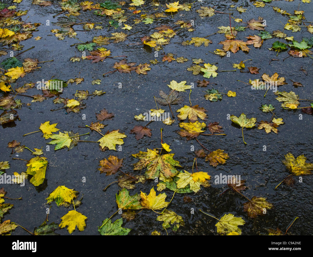 Les feuilles d'automne éparpillées sur une chaussée mouillée, Dublin, Irlande Banque D'Images