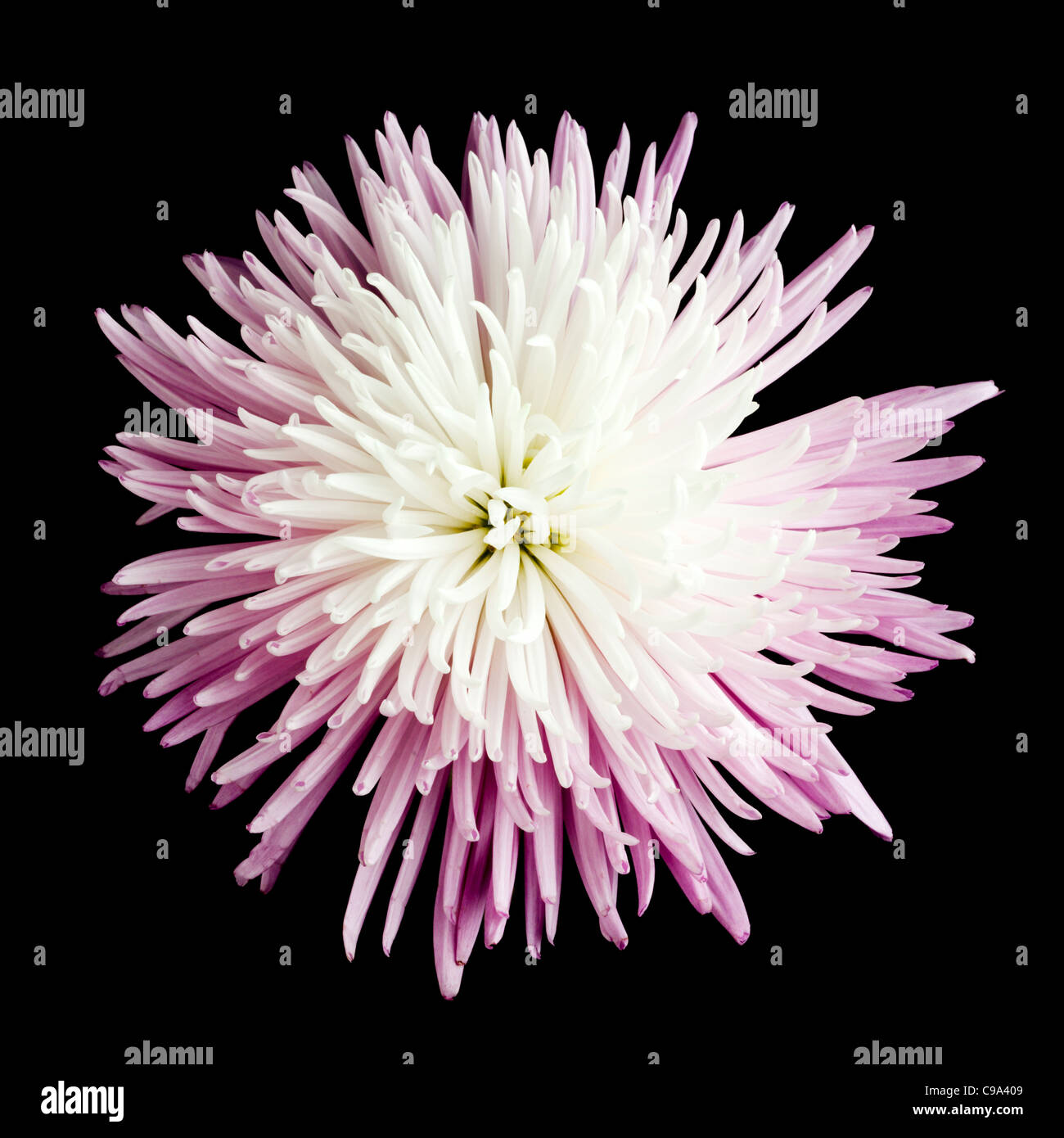 Maman araignée ou Fidji Maman fleur de chrysanthème isolé sur fond noir Banque D'Images