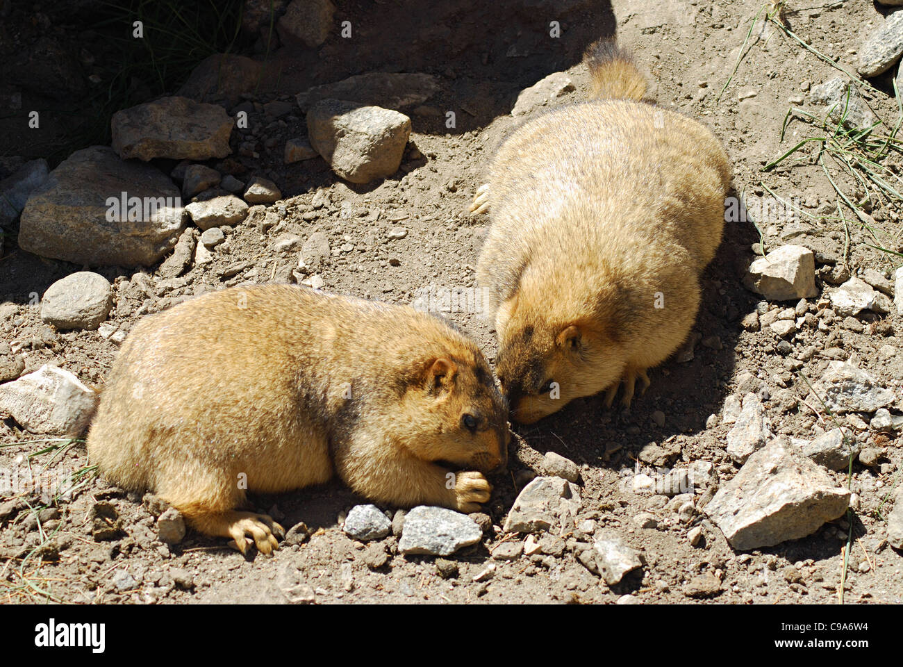 Une paire de marmottes de l'Himalaya. Jammu-et-Cachemire, Ladakh, Inde l'État. Banque D'Images