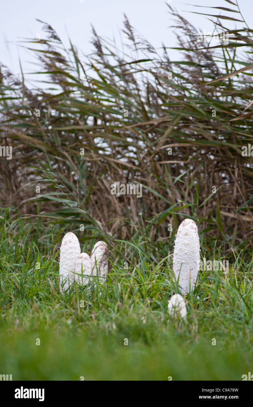 Champignons sauvages 'shaggy Coprinus comatus cap' d'encre Banque D'Images