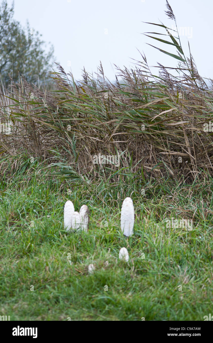 Champignons sauvages 'shaggy Coprinus comatus cap' d'encre Banque D'Images