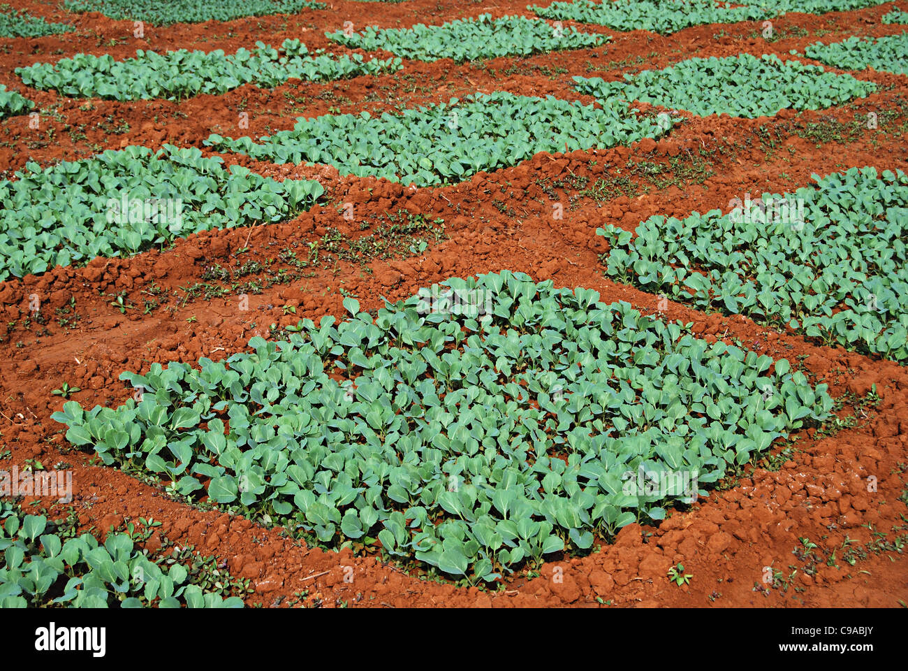 Plantation de choux fleurs Banque de photographies et d’images à haute — free download