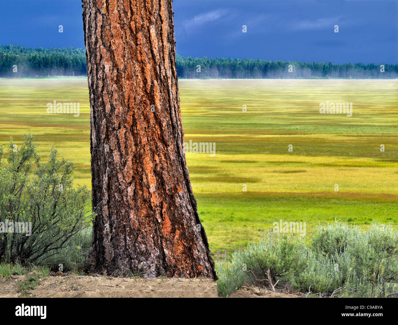 Arbre de pin ponderosa et marais Klamath National Wildlife Refuge, de l'Oregon. Banque D'Images