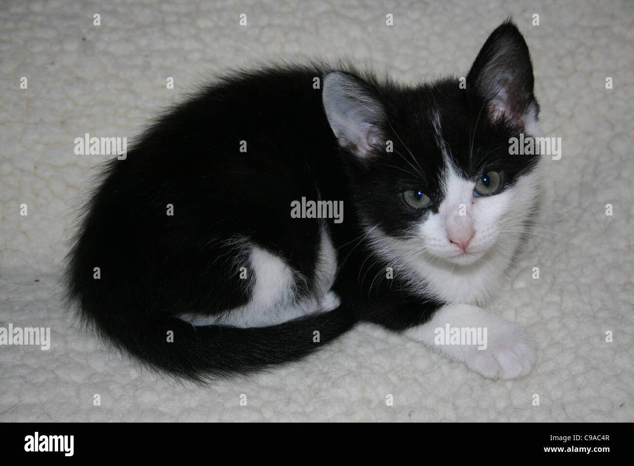 Chaton noir et blanc assis sur molleton blanc Banque D'Images