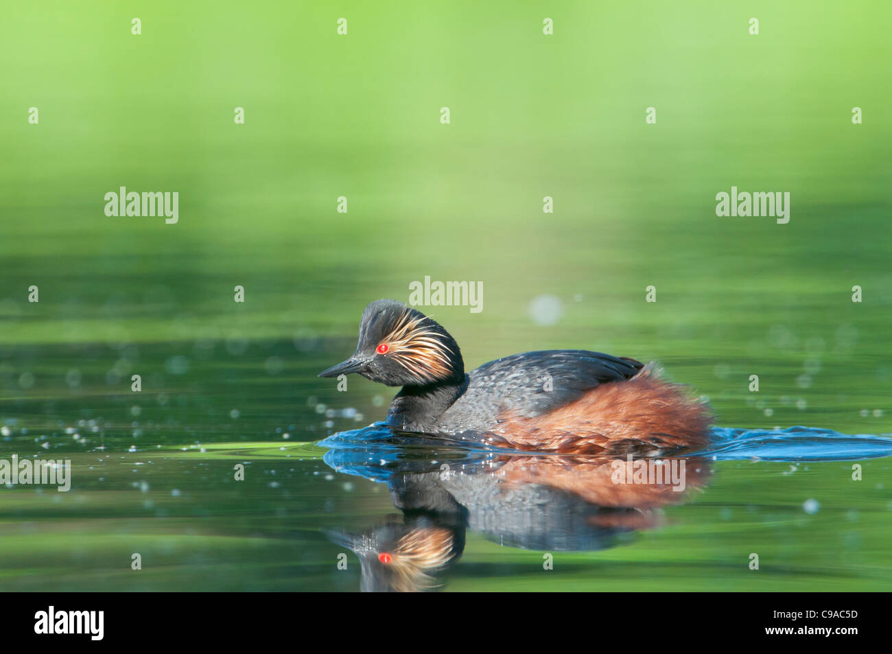 Schwarzhalstaucher, Podiceps nigricollis Grèbe à cou noir, Banque D'Images