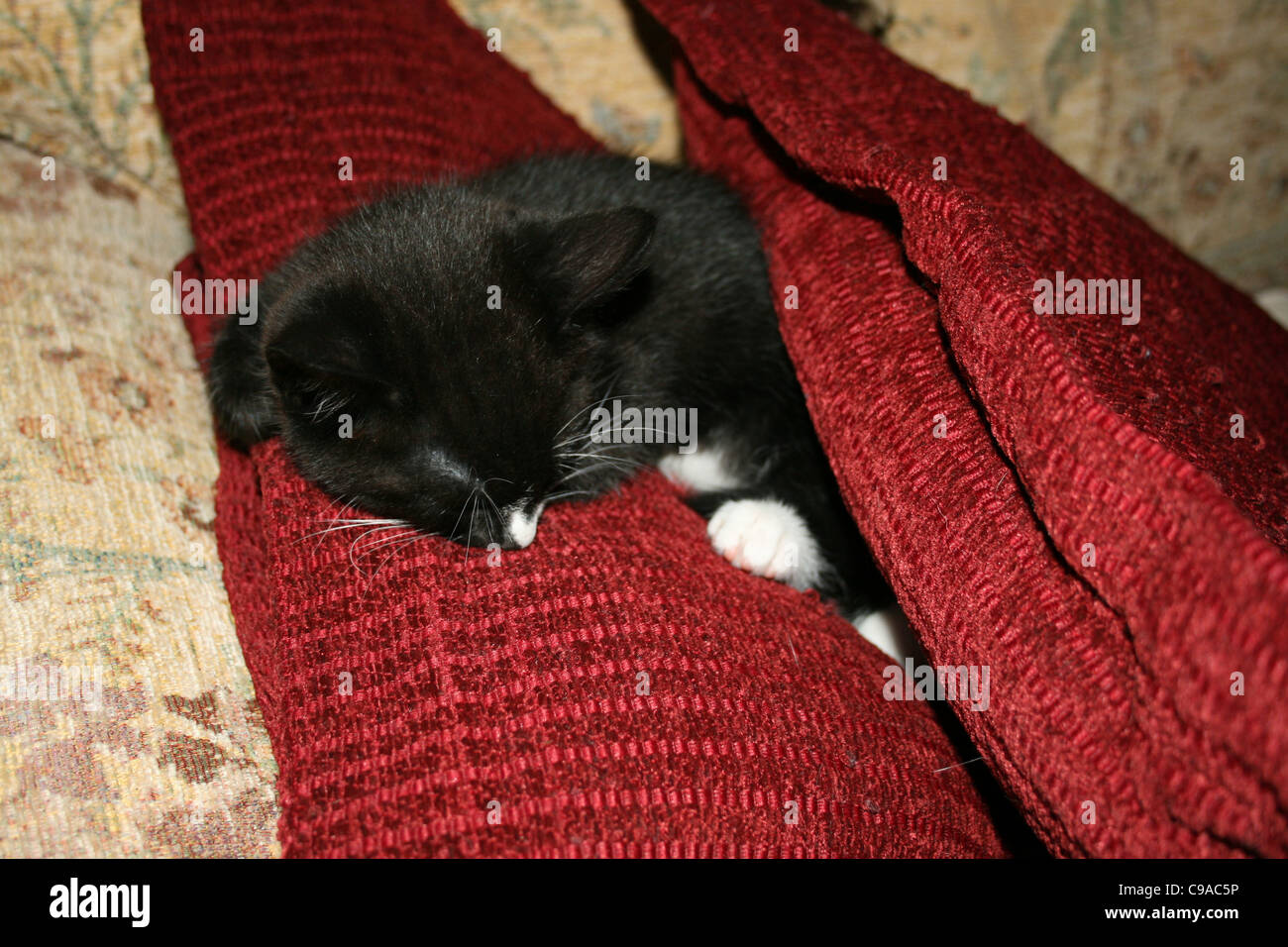 Chaton noir et blanc endormi entre coussins rouges sur canapé Banque D'Images