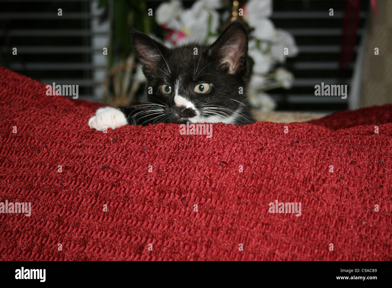 Chaton noir et blanc coussin rouge derrière avec une patte sur le dessus du coussin. Banque D'Images
