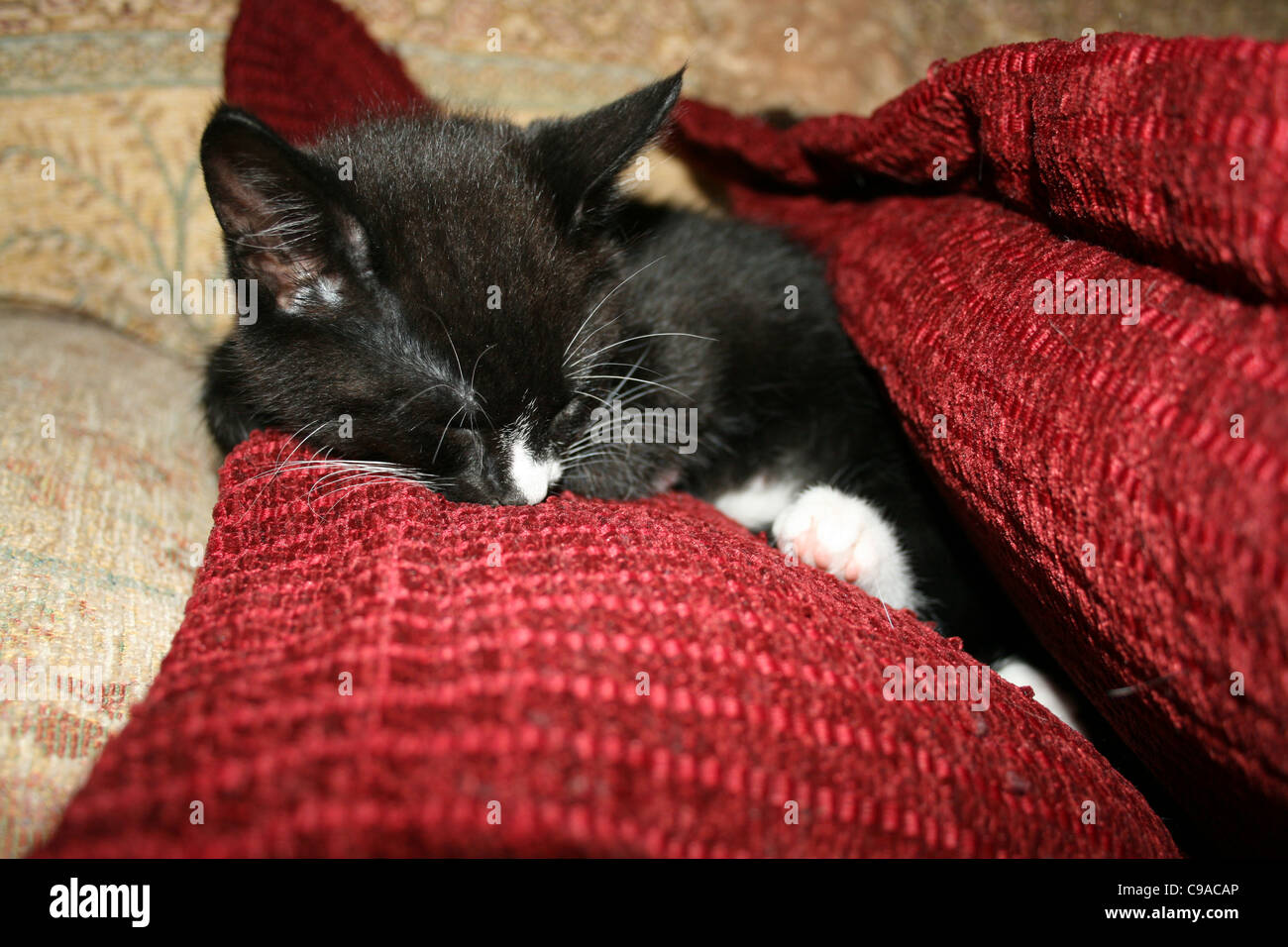 Chaton noir et blanc endormi entre red coussin sur un canapé. Banque D'Images