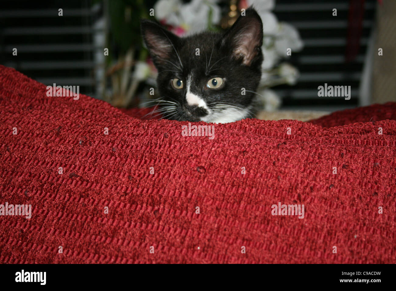 Chaton noir et blanc sur rouge lorgnant stores coussin fleurs et en arrière-plan. Banque D'Images