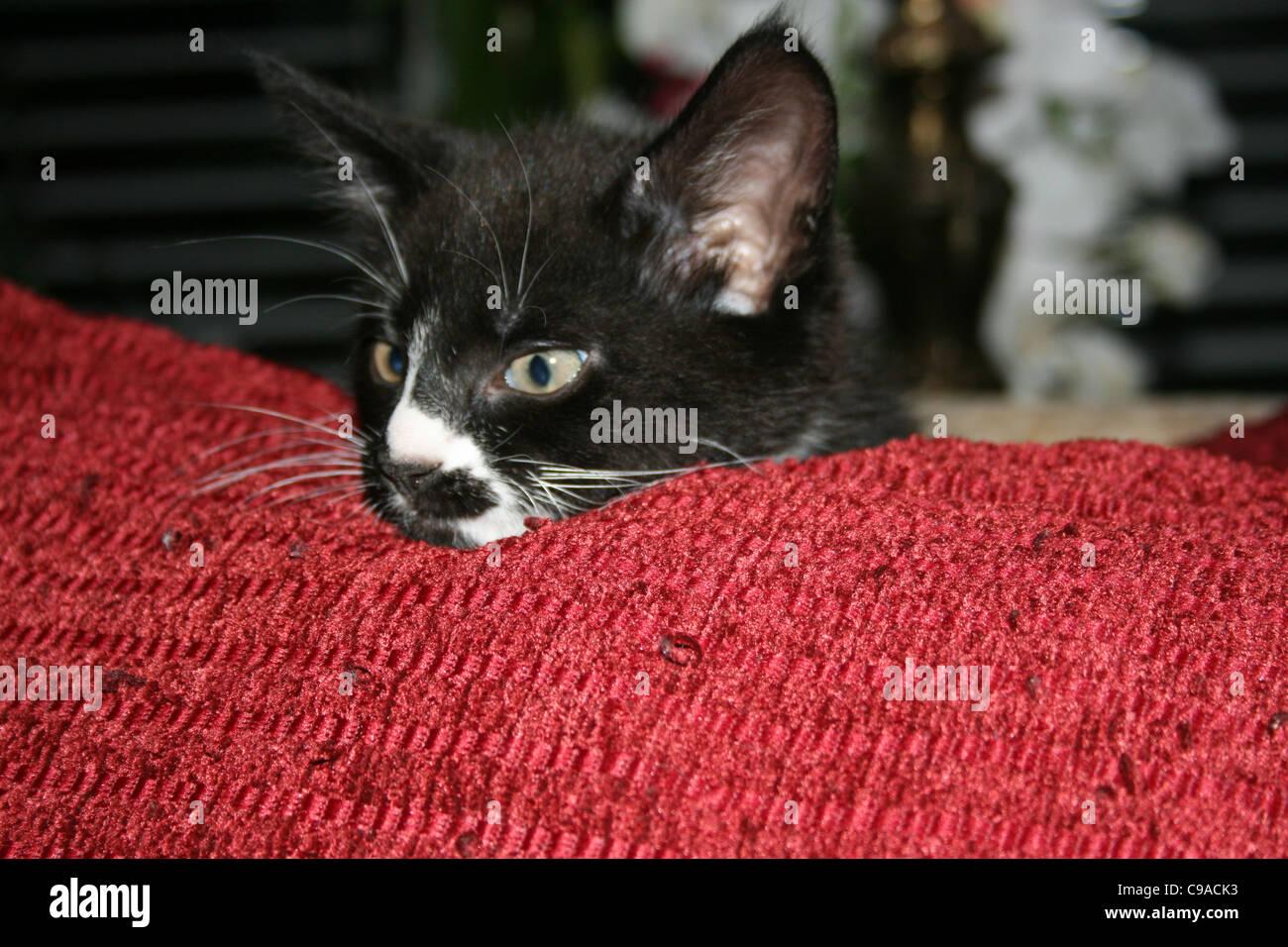 Chaton noir et blanc plus peeping red coussins. Banque D'Images