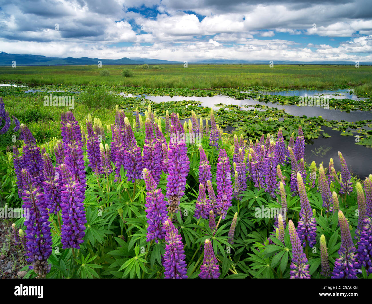 Lupin et nuages dans le Marais Klamath National Wildlife Refuge, Oregon Banque D'Images