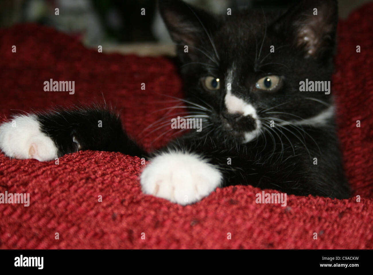 Chaton noir et blanc à la plus haut de coussins rouges deux pattes avant sur le dessus Banque D'Images
