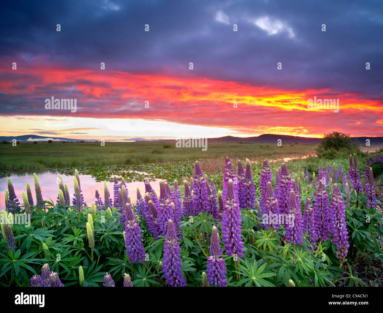 Lupin et le lever du soleil dans le Marais Klamath National Wildlife Refuge, Oregon Banque D'Images