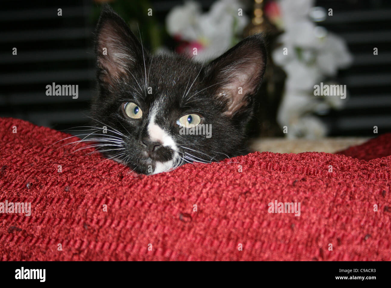 Chaton noir et blanc à la recherche sur coussin rouge fleurs et stores en arrière-plan. Banque D'Images