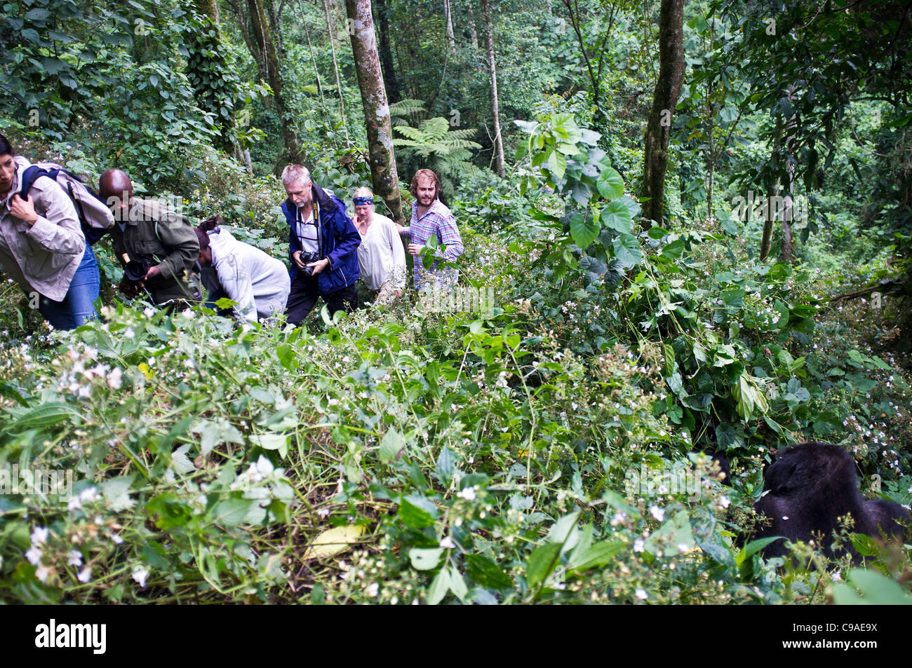 Tracker / trekking international et guide les touristes en randonnée pour voir les gorilles de montagne dans la forêt impénétrable de Bwindi, en Ouganda. Banque D'Images