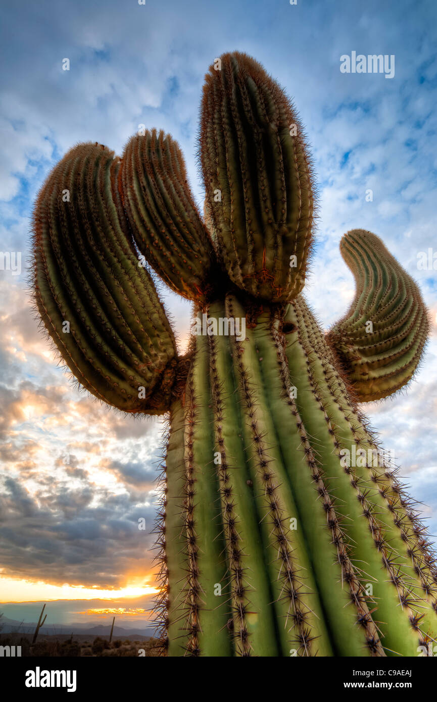 Le saguaro ( /səˈwɑroʊ/ ; nom scientifique Carnegiea gigantea) est un grand arbre, les moyennes cactus dans le désert de Sonora. Banque D'Images