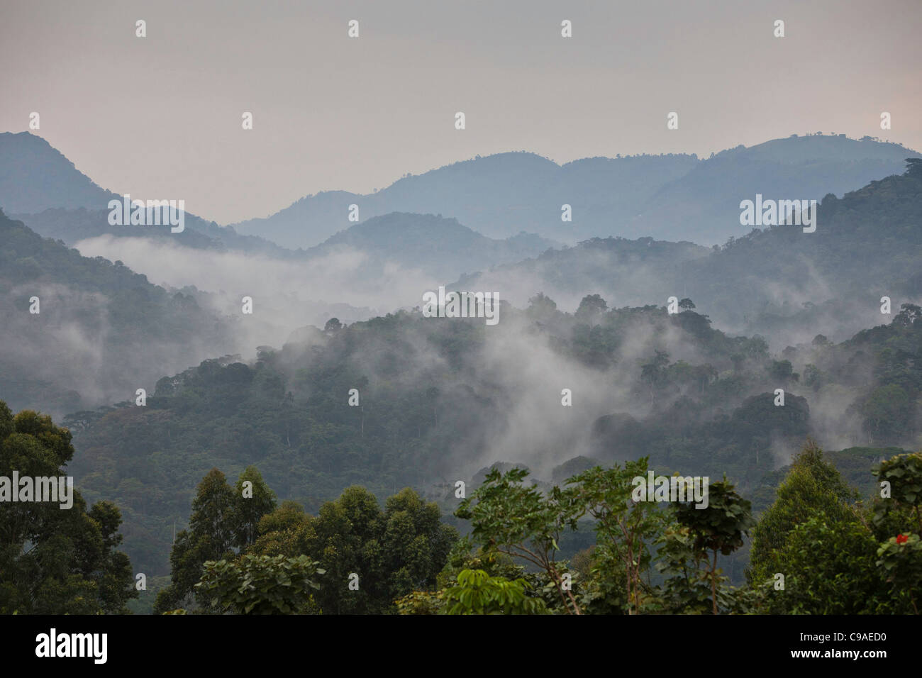 Le matin le brouillard de vallée à travers le Parc National de la Forêt impénétrable de Bwindi, au sud-ouest de l'Ouganda. Banque D'Images