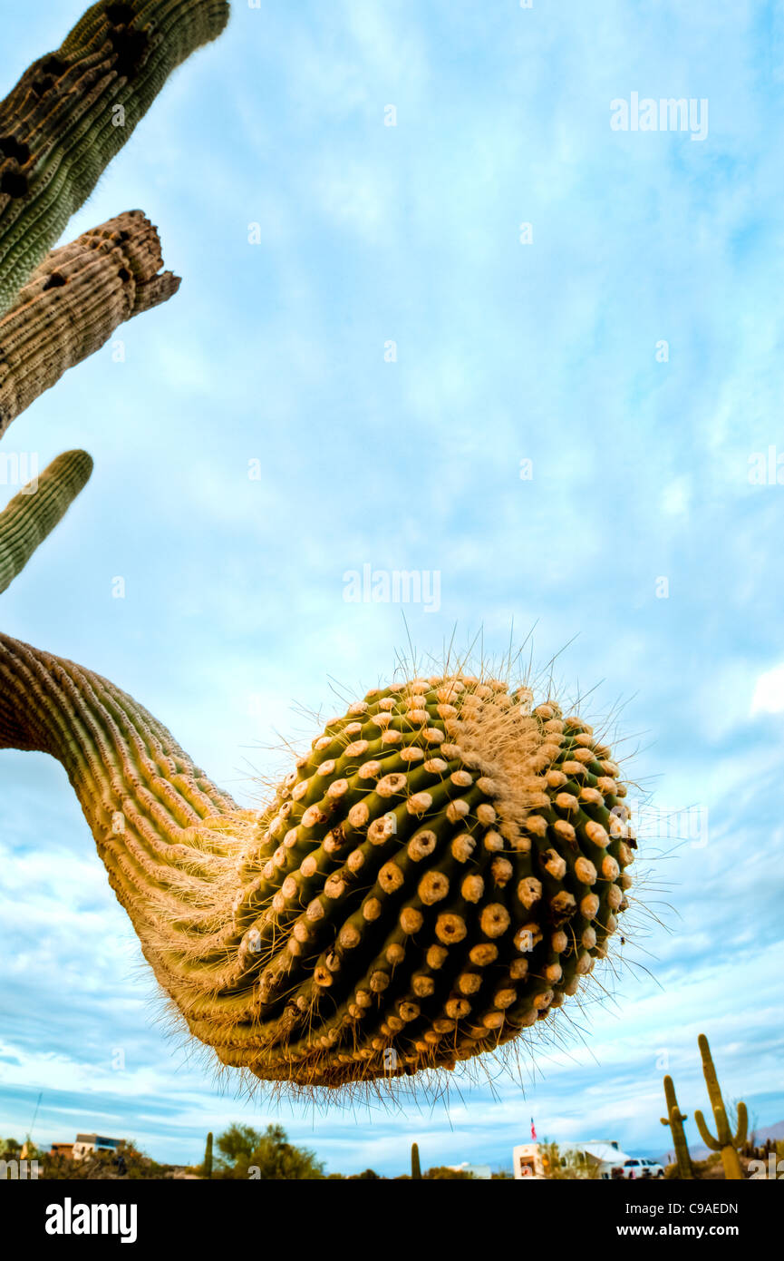 Le saguaro ( /səˈwɑroʊ/ ; nom scientifique Carnegiea gigantea) est un grand arbre, les moyennes cactus dans le désert de Sonora. Banque D'Images
