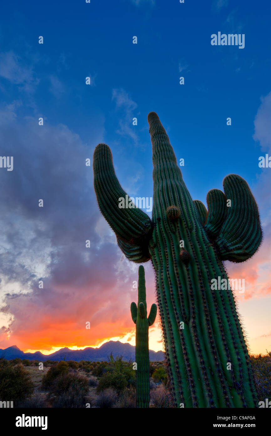 Le saguaro ( /səˈwɑroʊ/ ; nom scientifique Carnegiea gigantea) est un grand arbre, les moyennes espèces de cactus dans le désert de Sonora. Banque D'Images