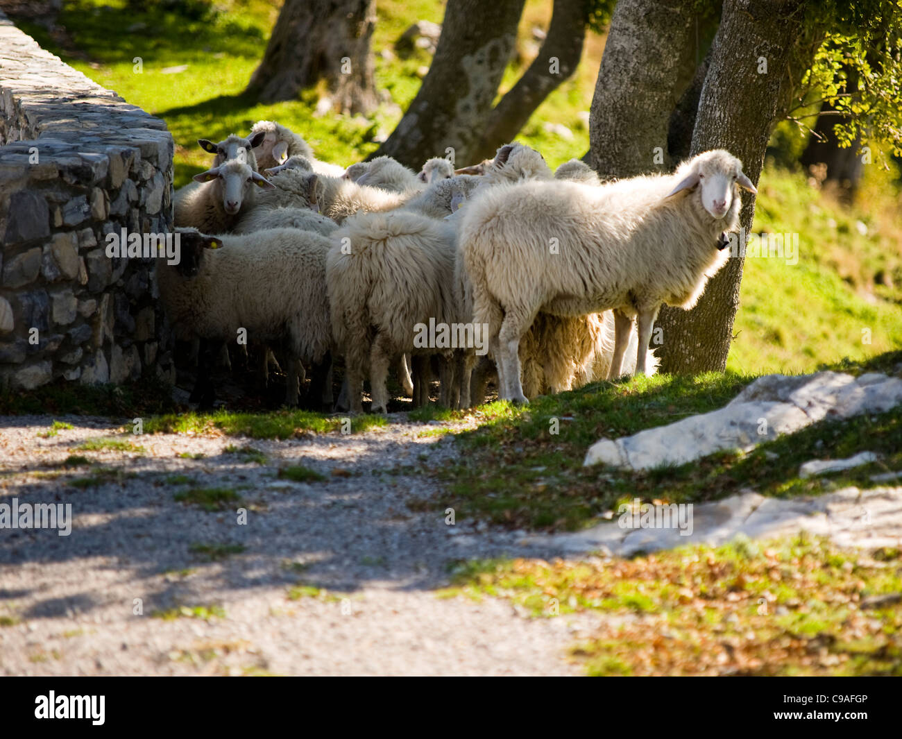 Troupeau de moutons (troupeau) - Bisbino Mountain Côme Italie Banque D'Images