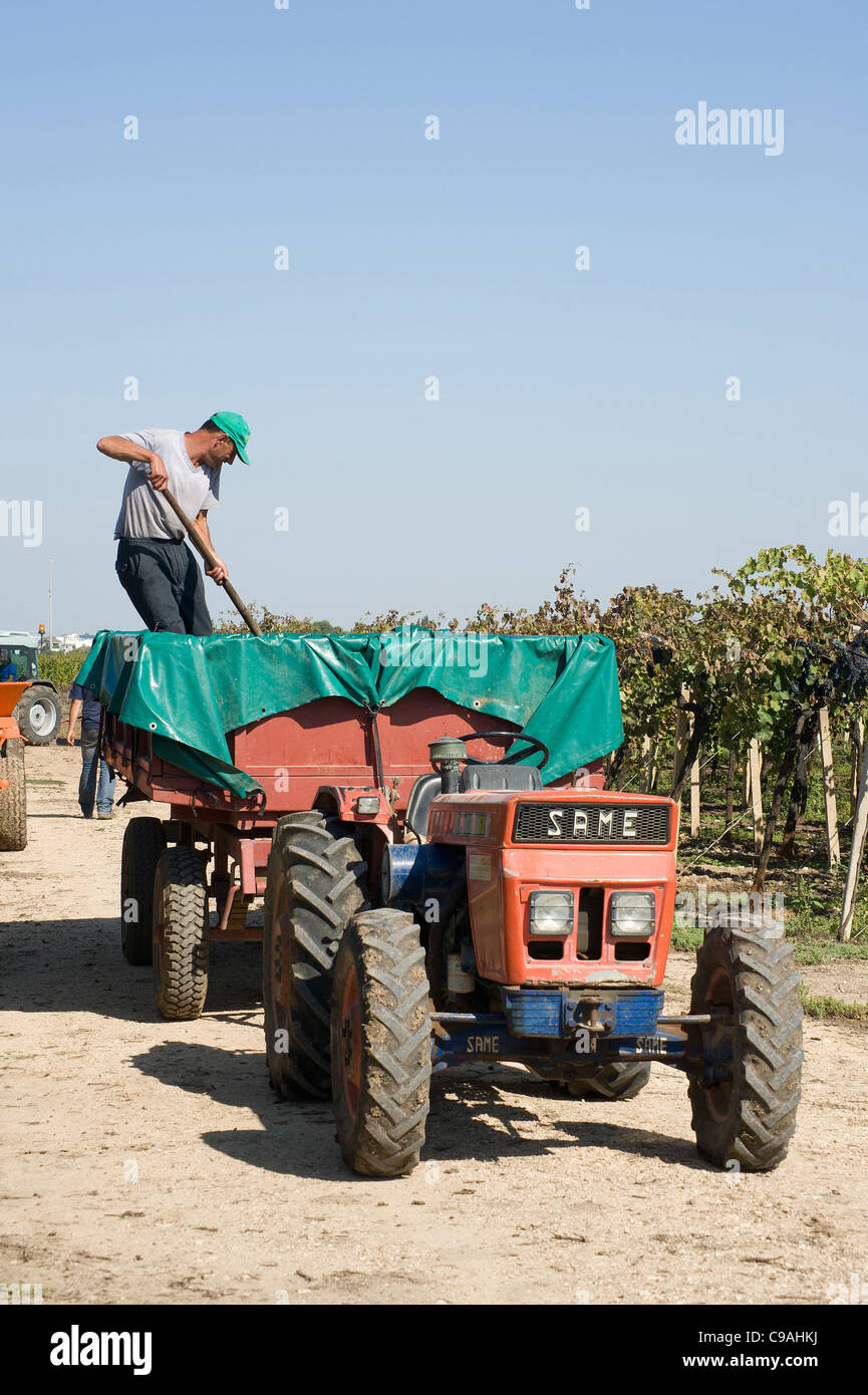 La récolte dans un vignoble - Pouilles, Italie du sud Banque D'Images