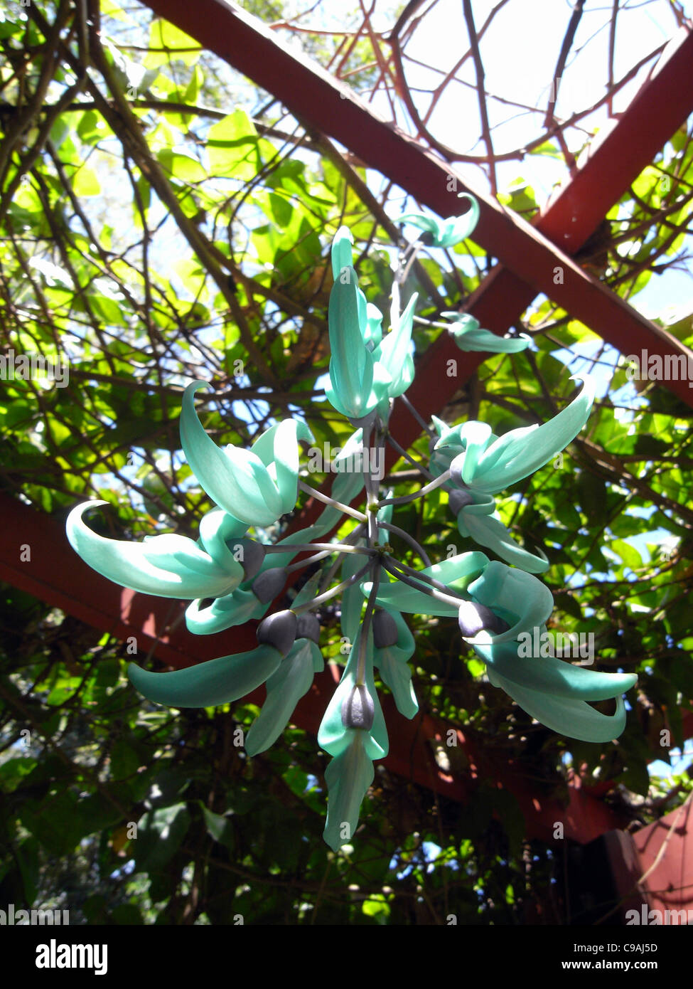 La floraison de la vigne (Strongylodon macrobotrys Jade) sur les compartiments à treillis Flecker Botanic Gardens, Cairns, Queensland, Australie Banque D'Images